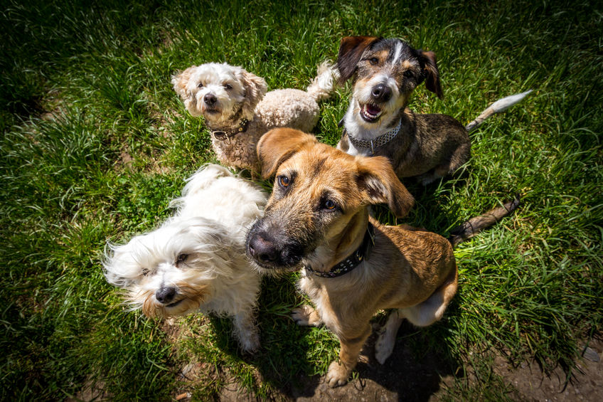 How To Socialize Your Dog To Be Around People & Other Pups - Connecticut Dog Kennel